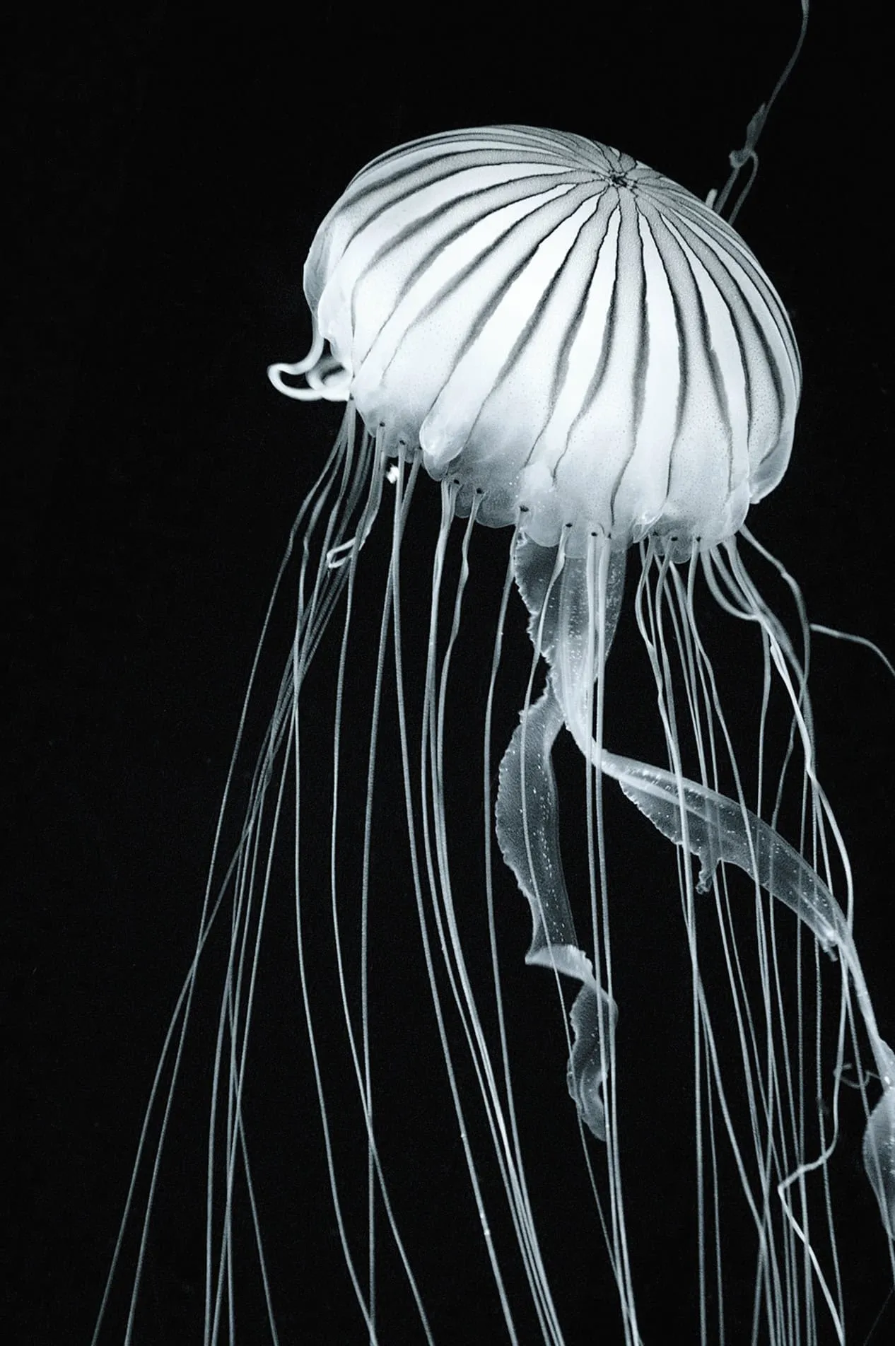 Swell Collection for Nienkamper by REPUBLIC OF II BY IV