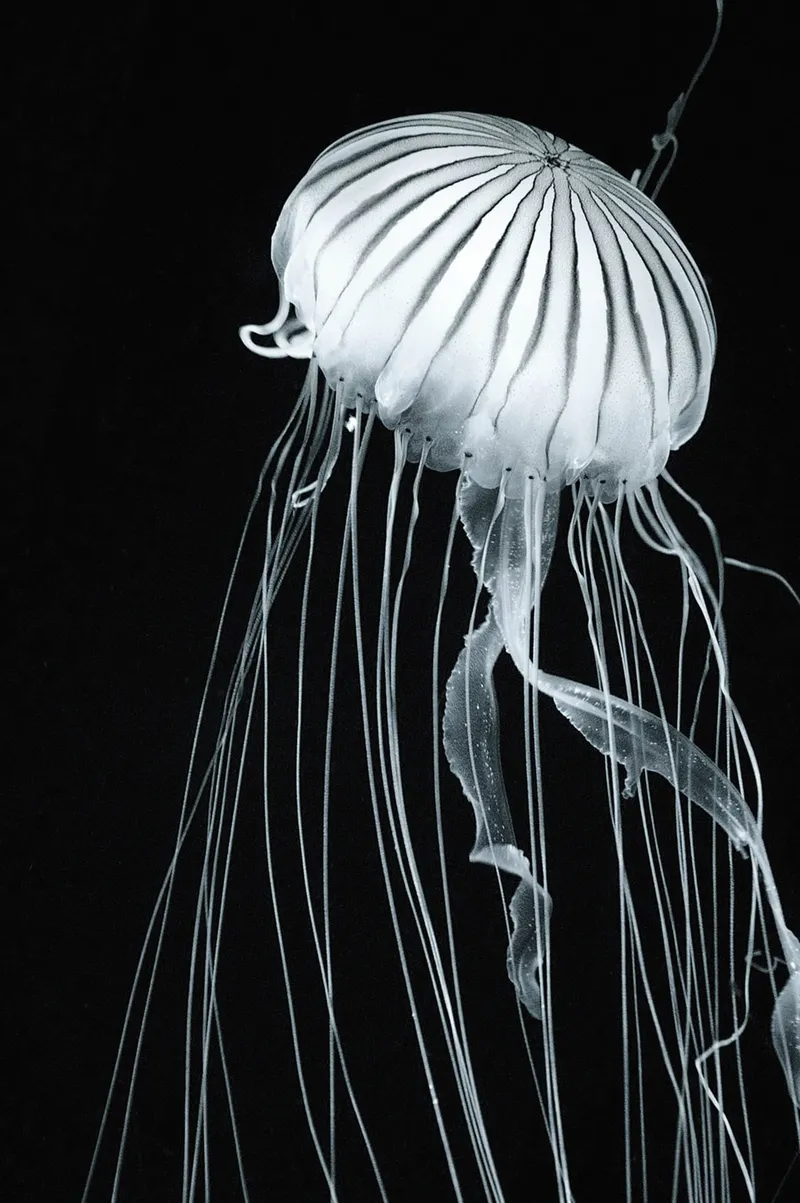 Swell Collection for Nienkamper by REPUBLIC OF II BY IV